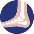Ankles — joint area Hondrexil is aimed at